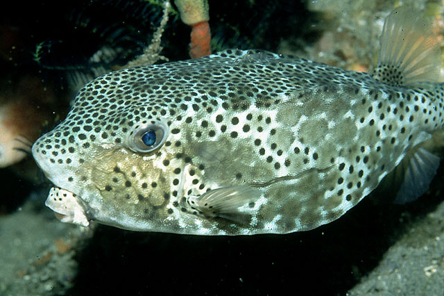 Ostracion nasus (Pesce scatola nasuto)